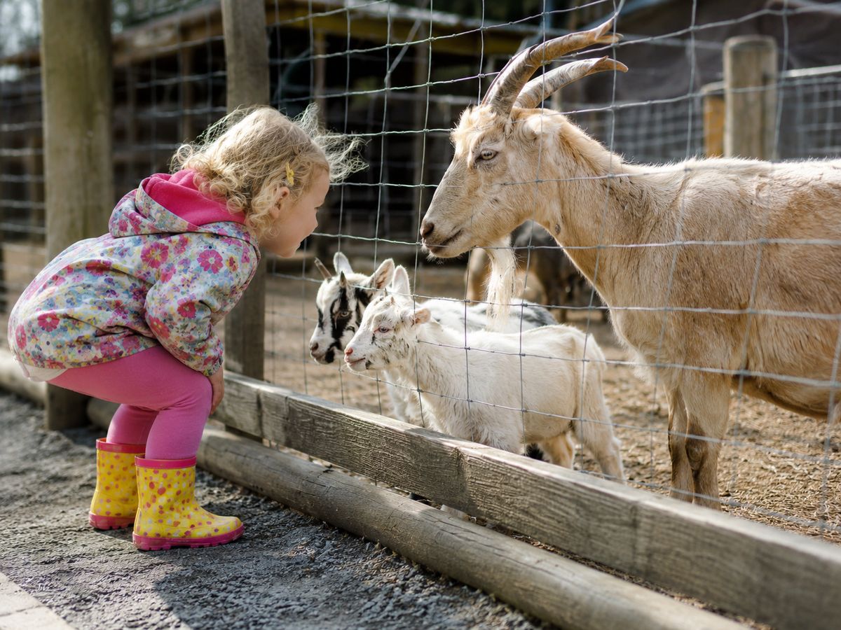 Kind bei Ziegen im Haustierpark Werdum